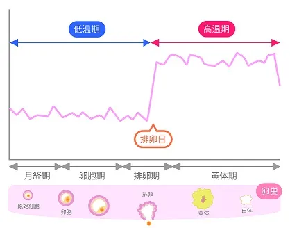 周期に合わせた施術